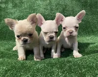 Lilac cream girl, a female French Bulldog for sale in Stamford, CT – 6 of 6