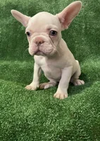 Lilac cream girl, a female French Bulldog for sale in Stamford, CT – 10 of 10