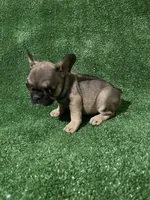 Little beautiful Girl, a female French Bulldog for sale in Stamford, CT – 1 of 7