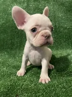 Lilac cream girl, a female French Bulldog for sale in Stamford, CT – 3 of 6