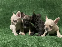 Cream Girl, a female French Bulldog for sale in Stamford, CT – 4 of 8