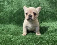 Cream Girl, a female French Bulldog for sale in Stamford, CT – 2 of 4