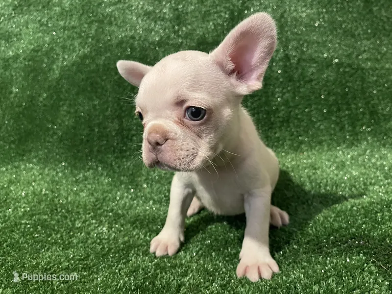 Lilac cream girl – French Bulldog puppy for sale in Stamford, CT