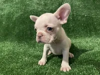Lilac cream girl, a female French Bulldog for sale in Stamford, CT – 2 of 6