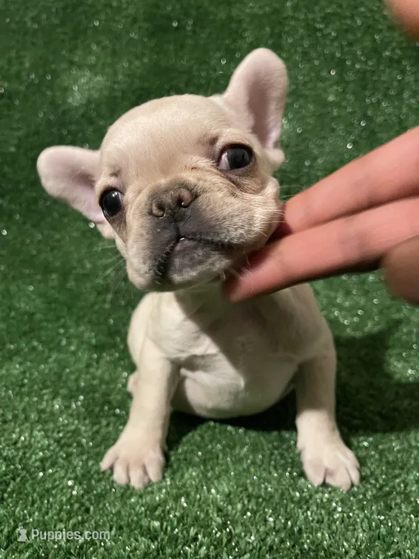 Cream Girl – French Bulldog puppy for sale in Stamford, CT