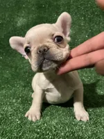 Cream Girl, a female French Bulldog for sale in Stamford, CT – 1 of 8