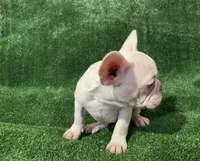 Lilac cream girl, a female French Bulldog for sale in Stamford, CT – 9 of 10