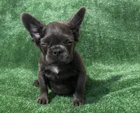 Blue Topaz , a female French Bulldog for sale in Stamford, CT – 4 of 8