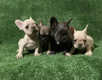 Cream Girl, a female French Bulldog for sale in Stamford, CT – 8 of 8