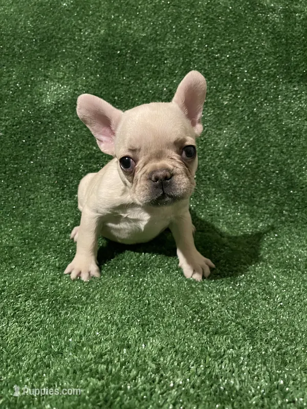 Cream girl 2 – French Bulldog puppy for sale in Stamford, CT