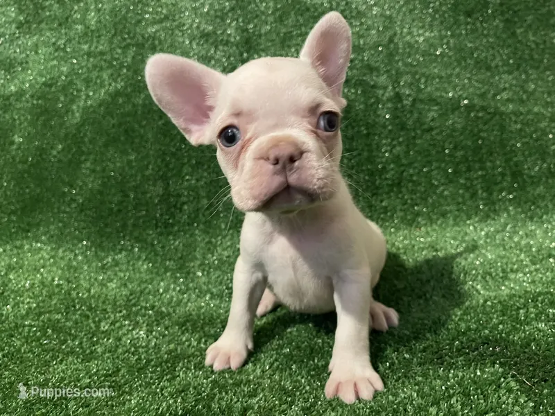 Lilac cream girl – French Bulldog puppy for sale in Stamford, CT