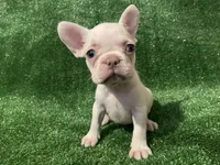Lilac cream girl, a female French Bulldog for sale in Stamford, CT – 1 of 6