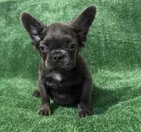 Blue Topaz , a female French Bulldog for sale in Stamford, CT – 8 of 8