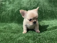 Cream Girl, a female French Bulldog for sale in Stamford, CT – 3 of 4