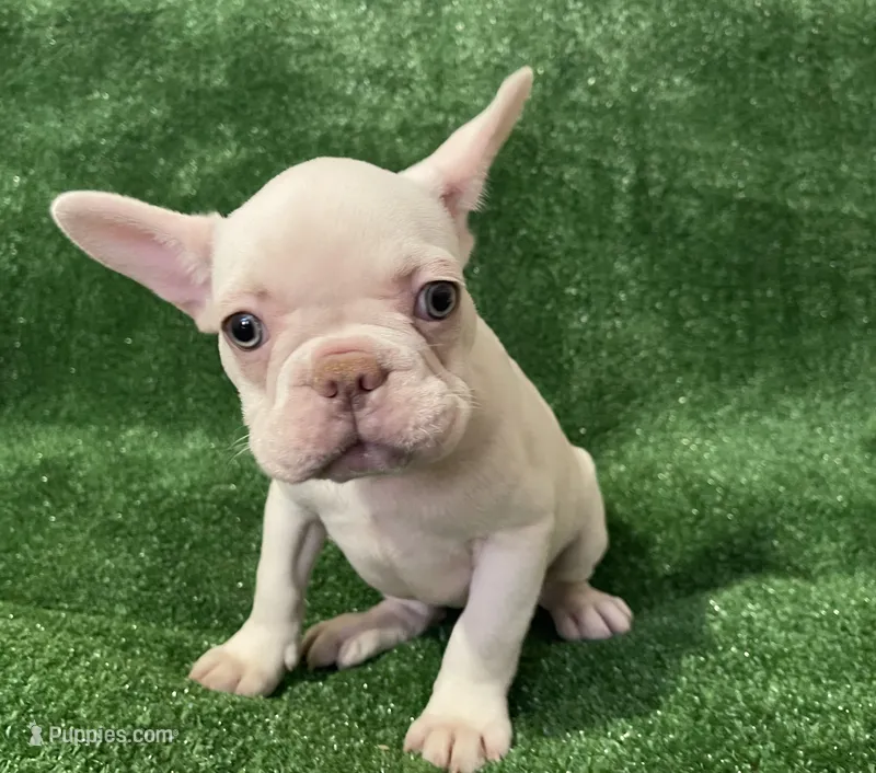 Lilac cream girl – French Bulldog puppy for sale in Stamford, CT