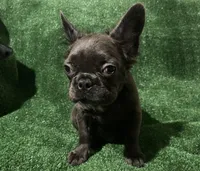 Blue Topaz , a female French Bulldog for sale in Stamford, CT – 7 of 8