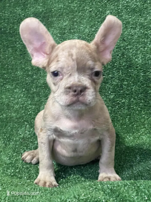 Isabella Merle – French Bulldog puppy for sale in Stamford, CT