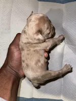 Isabella Merle, a male French Bulldog for sale in Stamford, CT – Photo 6 of 7