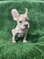 Isabella Merle, a male French Bulldog for sale in Stamford, CT – Photo 4 of 7