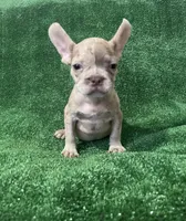 Isabella Merle, a male French Bulldog for sale in Stamford, CT – Photo 7 of 7