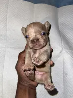 Isabella Merle, a male French Bulldog for sale in Stamford, CT – Photo 5 of 7