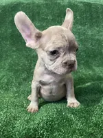 Isabella Merle, a male French Bulldog for sale in Stamford, CT – Photo 3 of 7