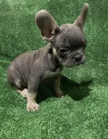 Blue & Tan Boy, a male French Bulldog for sale in Stamford, CT – Photo 9 of 10