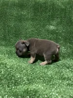 Blue & Tan Boy, a male French Bulldog for sale in Stamford, CT – Photo 2 of 10