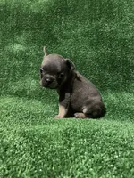 Blue & Tan Boy, a male French Bulldog for sale in Stamford, CT – Photo 4 of 10