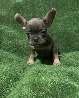 Blue & Tan Boy, a male French Bulldog for sale in Stamford, CT – Photo 10 of 10