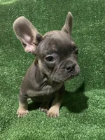 Blue & Tan Boy, a male French Bulldog for sale in Stamford, CT – Photo 1 of 10