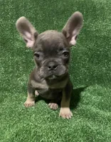 Blue & Tan Boy, a male French Bulldog for sale in Stamford, CT – Photo 7 of 10
