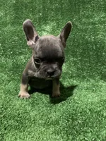 Blue & Tan Boy, a male French Bulldog for sale in Stamford, CT – Photo 5 of 10