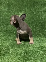 Blue & Tan Boy, a male French Bulldog for sale in Stamford, CT – Photo 3 of 10