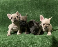 Cream girl 2, a female French Bulldog for sale in Stamford, CT – 4 of 6
