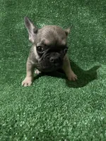 Little beautiful Girl, a female French Bulldog for sale in Stamford, CT – 3 of 7