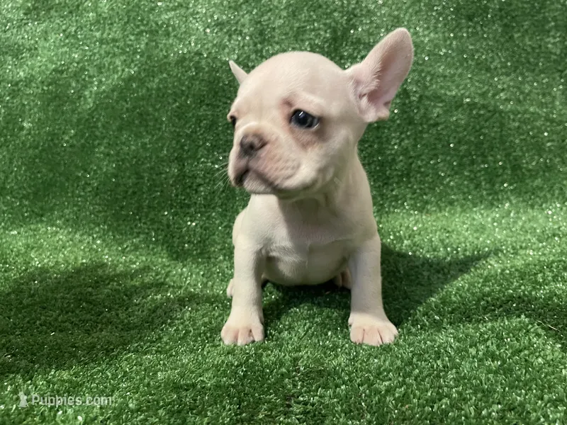 Cream Boy!  – French Bulldog puppy for sale in Stamford, CT