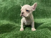 Cream Boy! , a male French Bulldog for sale in Stamford, CT – 1 of 7