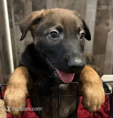 Orange Collar, a male Belgian Malinois for sale in Wittenberg, WI – Photo 1 of 1