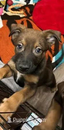 Neon Green, a male Belgian Malinois for sale in Wittenberg, WI – Photo 1 of 1