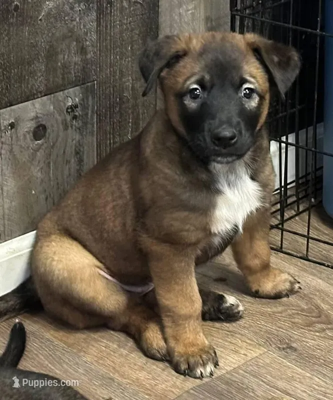 Purple Collar, a female Belgian Malinois for sale in Wittenberg, WI – Photo 1 of 1