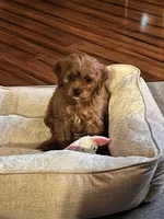 Ginger Rose, a female Cavapoo for sale in Eastpointe, MI – Photo 2 of 2