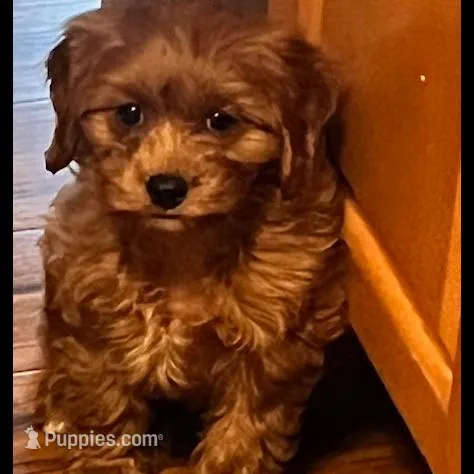 Ginger Rose – Cavapoo puppy for sale in Eastpointe, MI