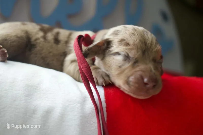 Wylie – Dachshund puppy for sale in Peebles, OH