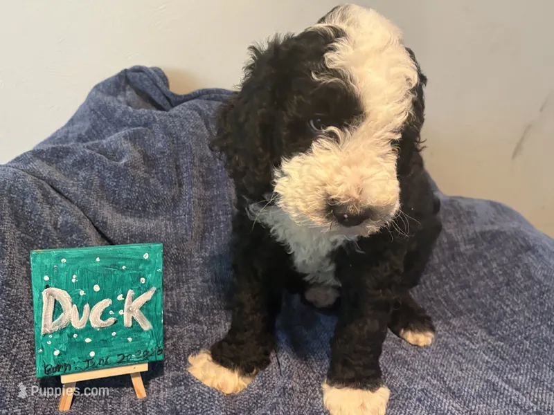 Duck – Aussiedoodle, Sheepadoodle puppy for sale in Shelby, OH