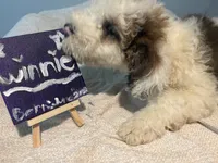 Winnie, a female Aussiedoodle and Sheepadoodle for sale in Shelby, OH – 2 of 2