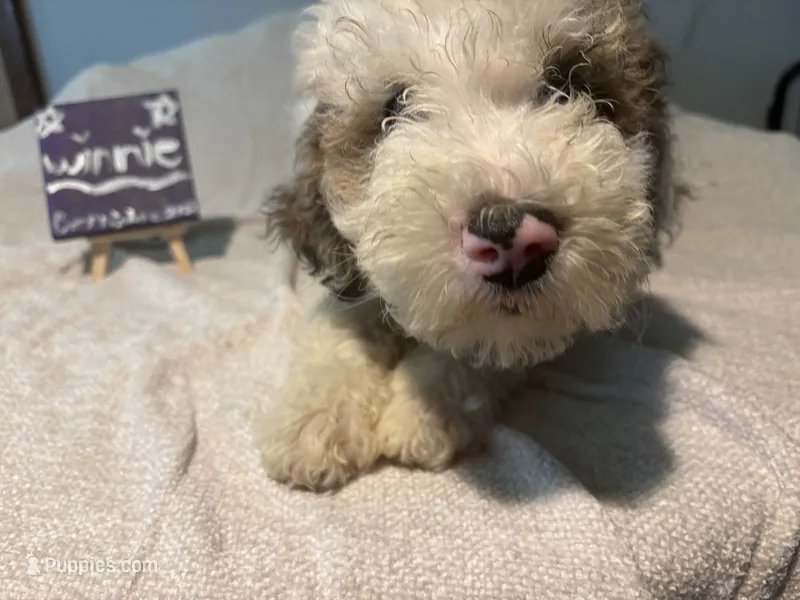 Winnie – Aussiedoodle, Sheepadoodle puppy for sale in Shelby, OH