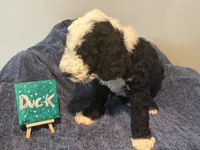 Duck, a male Aussiedoodle and Sheepadoodle for sale in Shelby, OH – 2 of 2