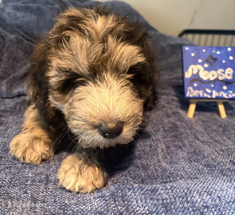 Moose – Aussiedoodle, Sheepadoodle puppy for sale in Shelby, OH