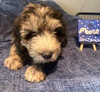 Moose, a male Aussiedoodle and Sheepadoodle for sale in Shelby, OH – 1 of 2